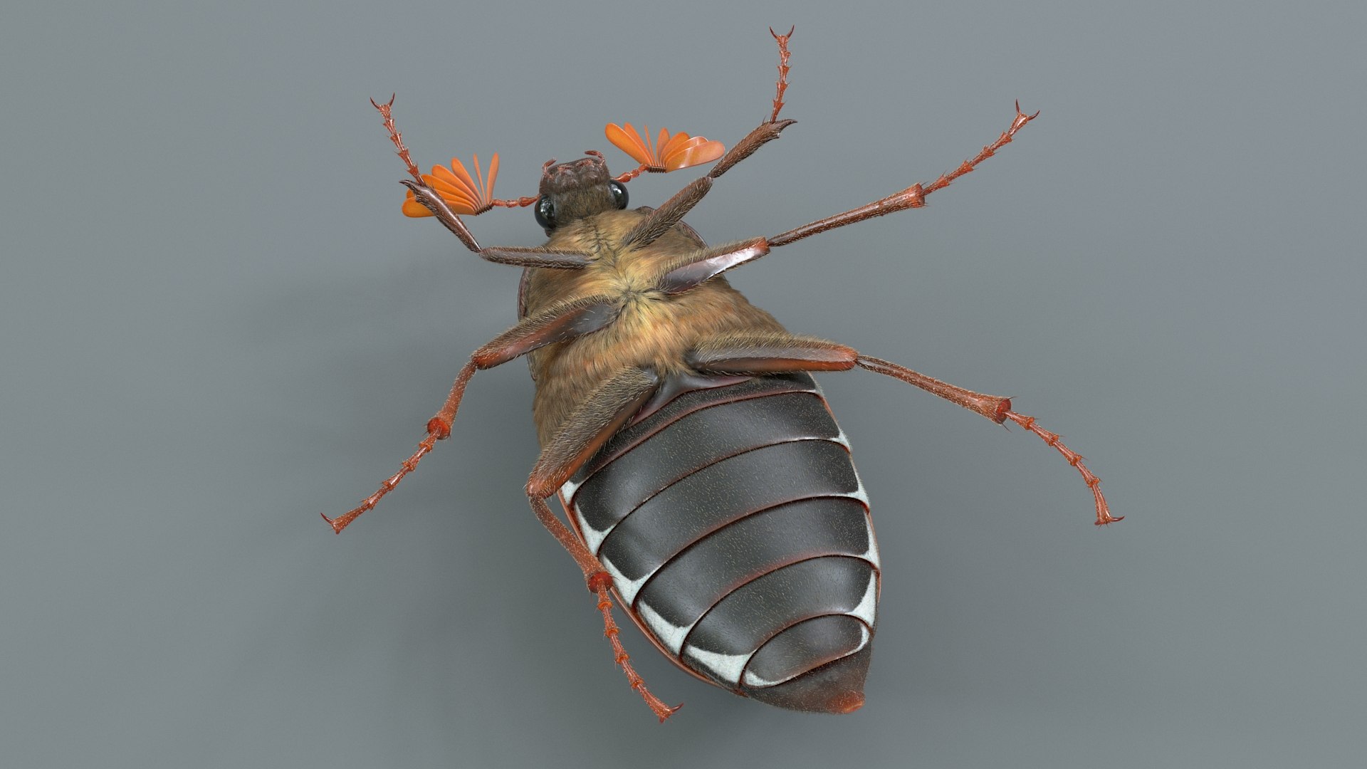 Cockchafer Rigged Xgen model https://p.turbosquid.com/ts-thumb/QJ/HYjuwO/Lv/cockchafer_12/jpg/1729586452/1920x1080/fit_q87/46d520b06e295099e66c0466c2e91673e2f5b153/cockchafer_12.jpg