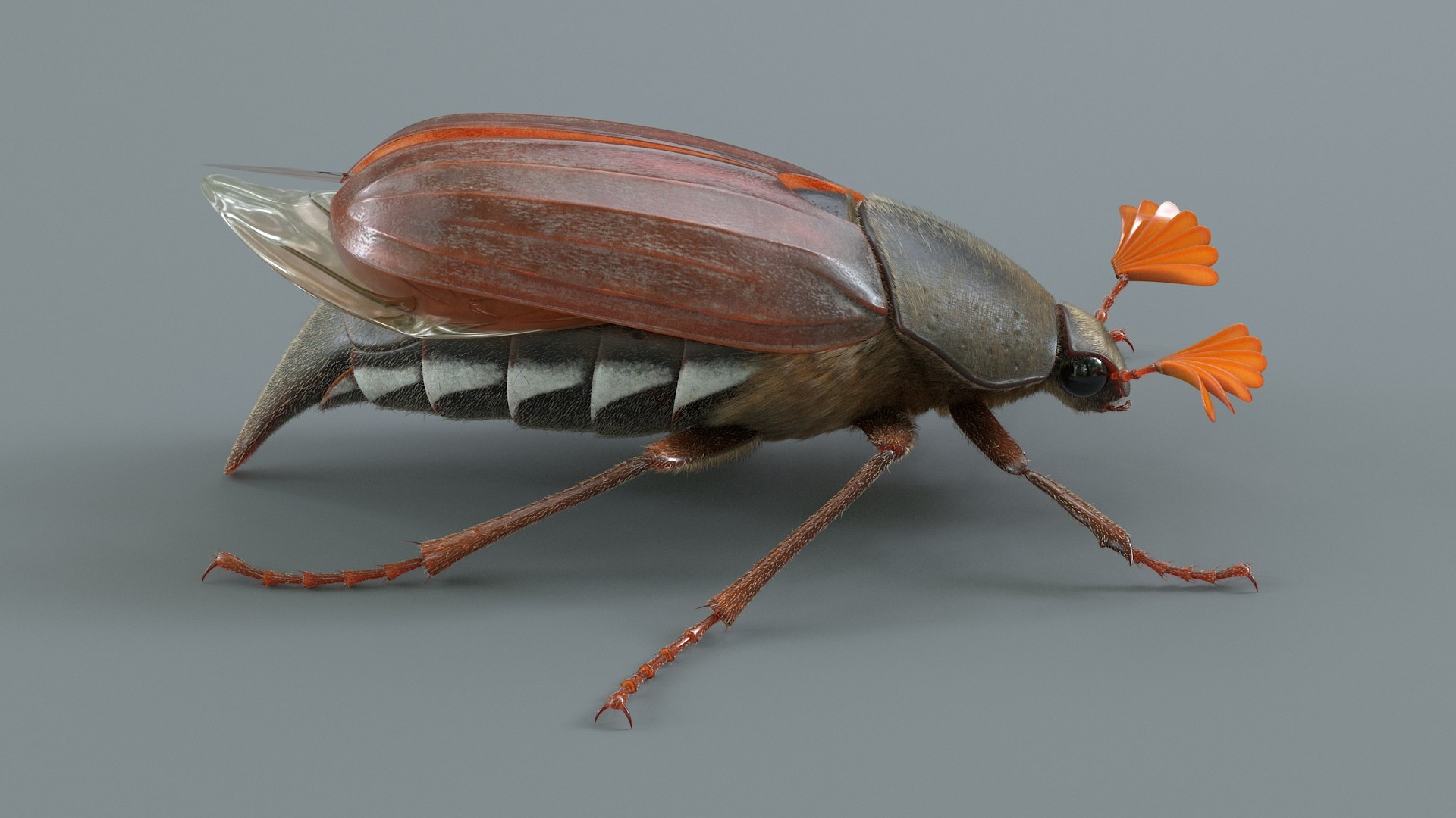Cockchafer Rigged Xgen model https://p.turbosquid.com/ts-thumb/QJ/HYjuwO/Vn/cockchafer_03/jpg/1729586441/1920x1080/fit_q87/1863baed7893701cc6b47fa5dab8c09ad3edc1c6/cockchafer_03.jpg