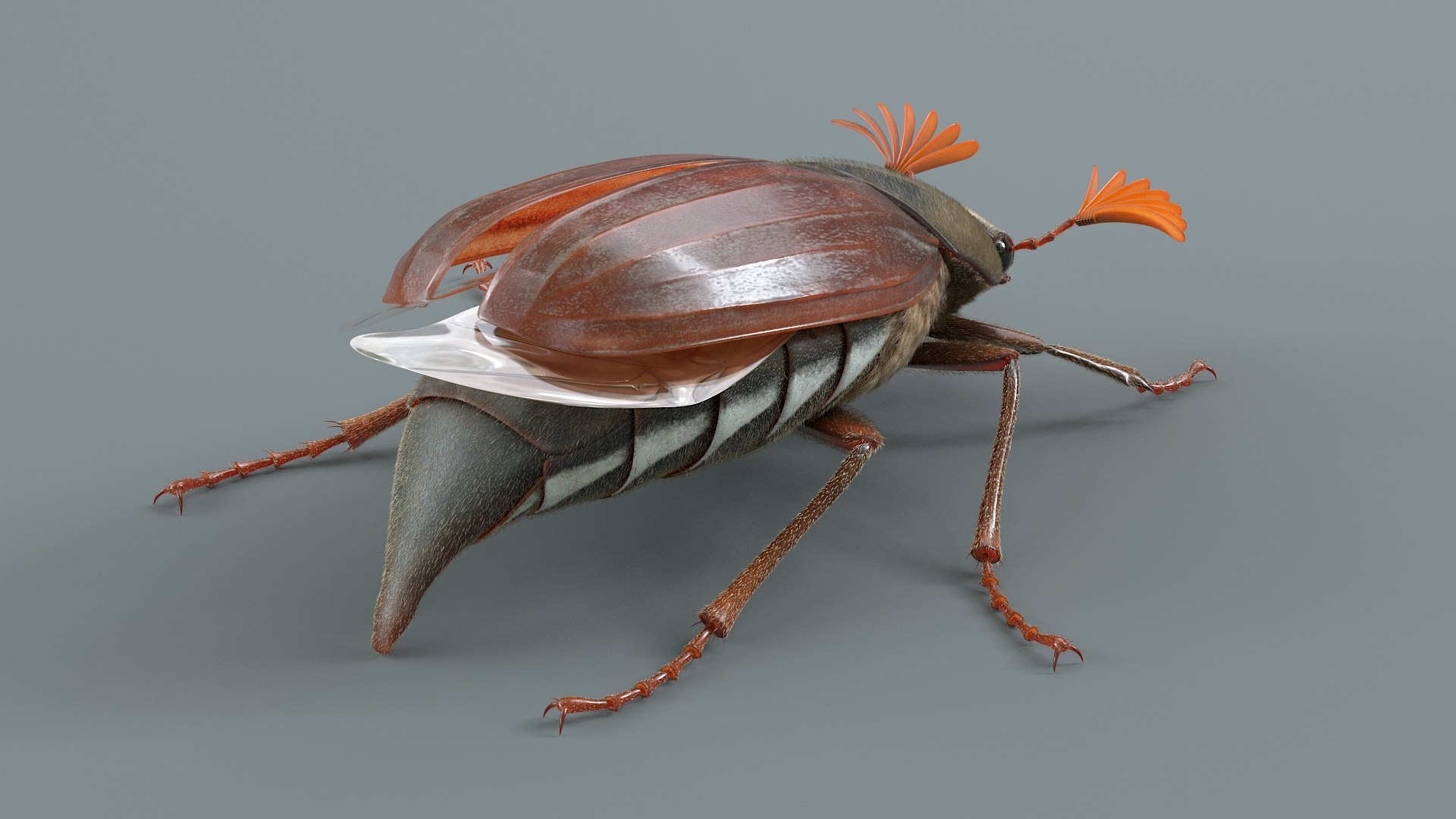 Cockchafer Rigged Xgen model https://p.turbosquid.com/ts-thumb/QJ/HYjuwO/bA/cockchafer_04/jpg/1729586440/1920x1080/fit_q87/b978768beb0b5687ba2e766a6a6499dc9f1cac0c/cockchafer_04.jpg