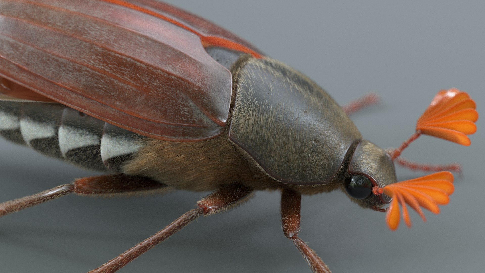 Cockchafer Rigged Xgen model https://p.turbosquid.com/ts-thumb/QJ/HYjuwO/c9/cockchafer_09/jpg/1729586449/1920x1080/fit_q87/7e7b948777b9472b66dff7c3aca62d015e7b280d/cockchafer_09.jpg