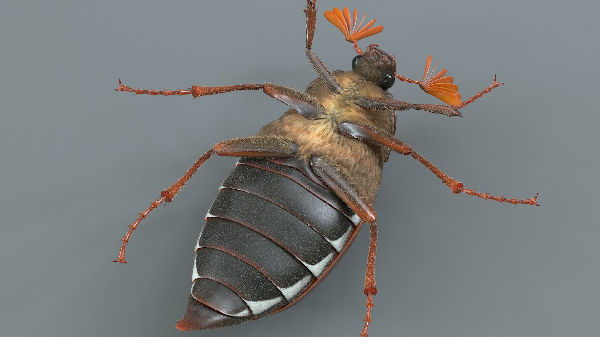 Cockchafer Rigged Xgen model https://p.turbosquid.com/ts-thumb/QJ/HYjuwO/m0/cockchafer_11/jpg/1729586449/1920x1080/fit_q87/1291db795dd54451b33923a4d0aa14851446835d/cockchafer_11.jpg