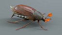 Cockchafer Rigged Xgen