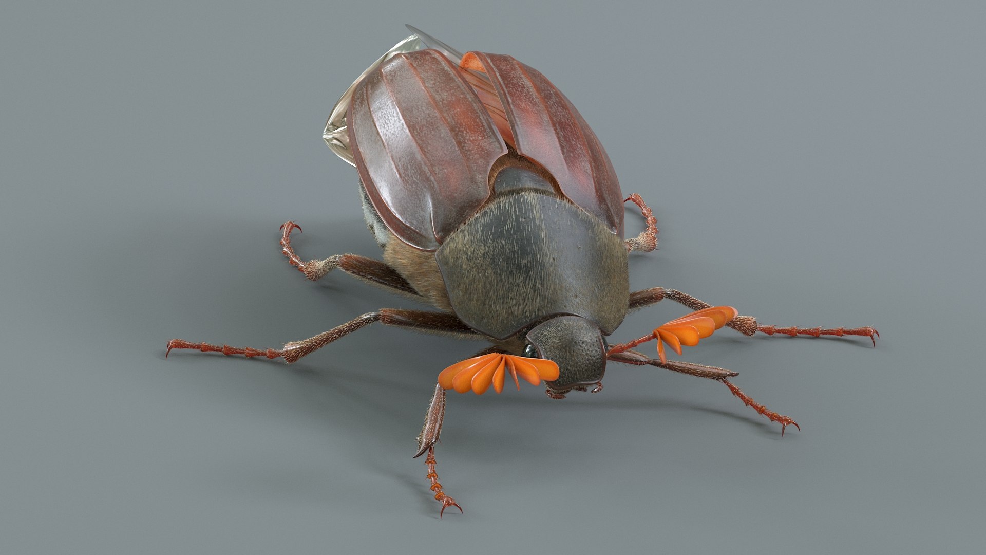Cockchafer Rigged Xgen model https://p.turbosquid.com/ts-thumb/QJ/HYjuwO/ug/cockchafer_08/jpg/1729586445/1920x1080/fit_q87/ff8ed96597b912336b82135aed4bfe2b3c12dce5/cockchafer_08.jpg