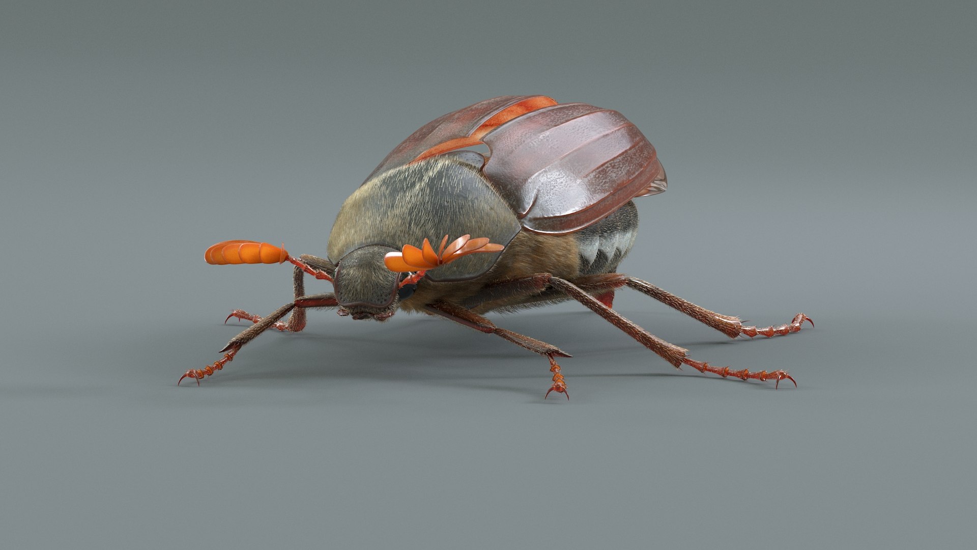 Cockchafer Rigged Xgen model https://p.turbosquid.com/ts-thumb/QJ/HYjuwO/wY/cockchafer_07/jpg/1729586444/1920x1080/fit_q87/4561845dc15d3a1d19406366e4ec147f56454e22/cockchafer_07.jpg