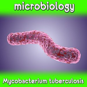 Mycobacterium tuberculosis