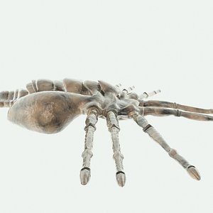 Alien Larva Facehugger