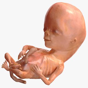 Human Fetus 12 Weeks Rigged for Cinema 4D 3D model