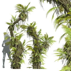 3D model New Plant High detail Drynaria Roosii