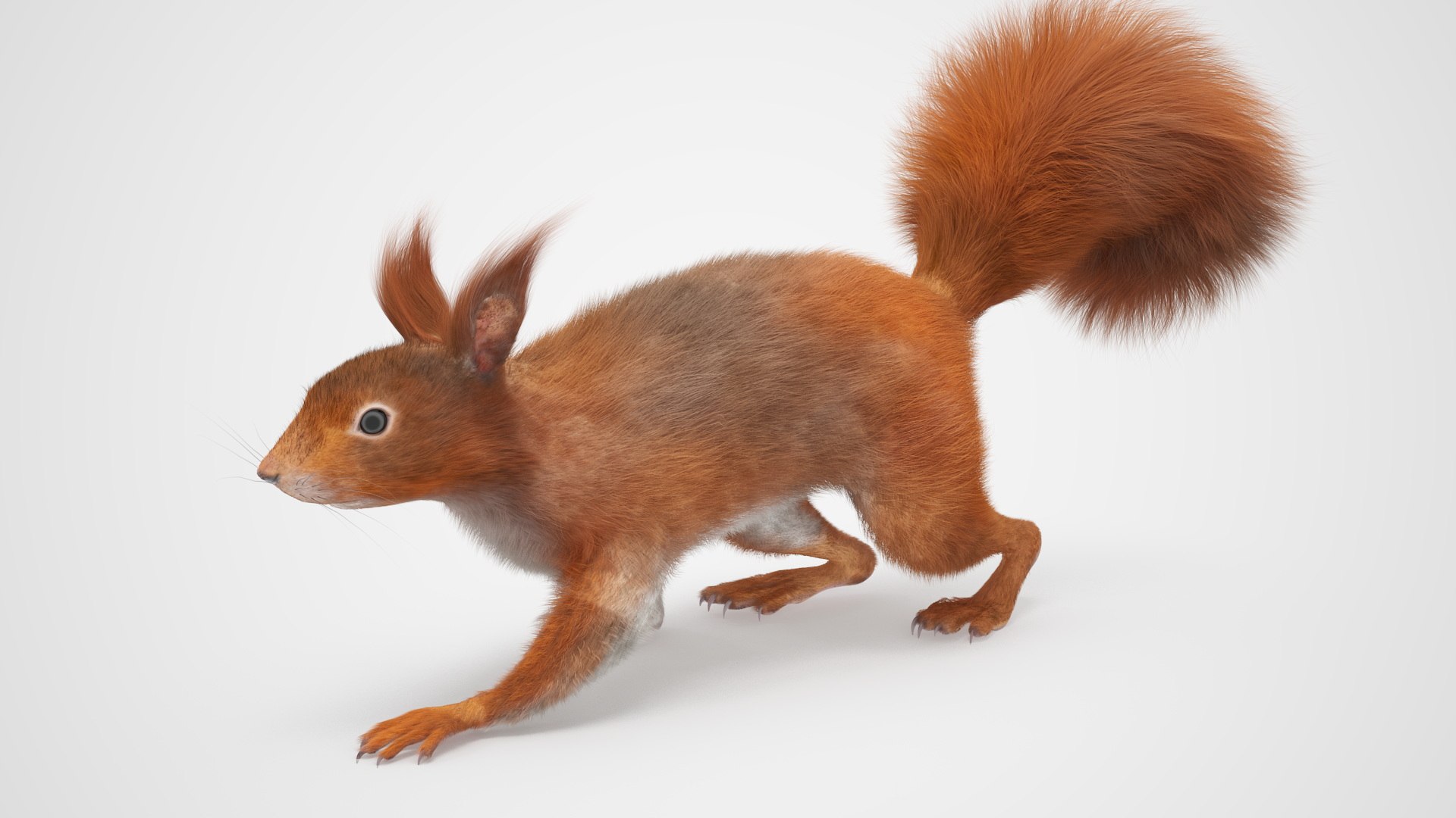 Red Squirrel Fur Rigged 3D https://p.turbosquid.com/ts-thumb/QJ/h0d4DV/Cq/redsquirrelfurriggedvray3dmodel022/jpg/1723798614/1920x1080/fit_q87/adf771ec9904855eedcb669622d77550aa772b45/redsquirrelfurriggedvray3dmodel022.jpg