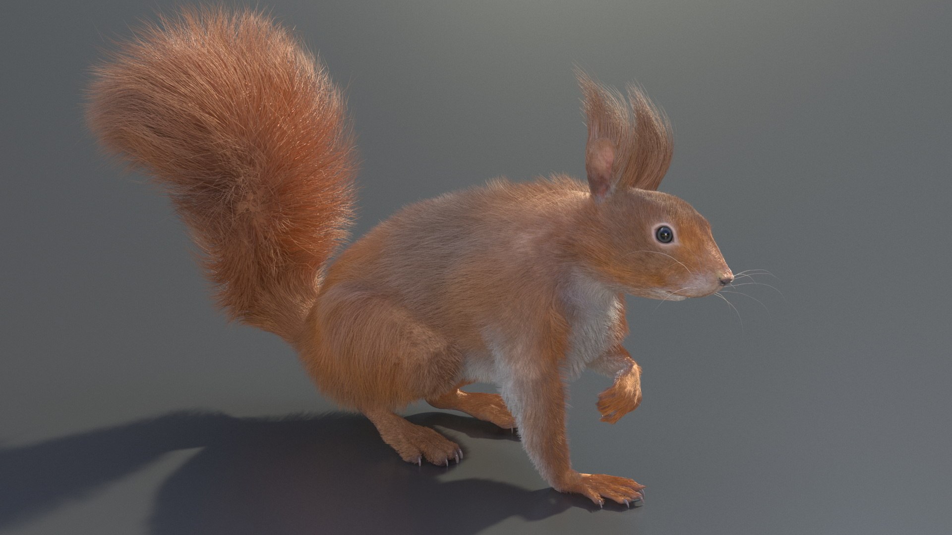 Red Squirrel Fur Rigged 3D https://p.turbosquid.com/ts-thumb/QJ/h0d4DV/E7/redsquirrelfurriggedvray3dmodel010/jpg/1723798588/1920x1080/fit_q87/e7e9e00dfa57746440ca3e0381f4ab426fc86f7a/redsquirrelfurriggedvray3dmodel010.jpg