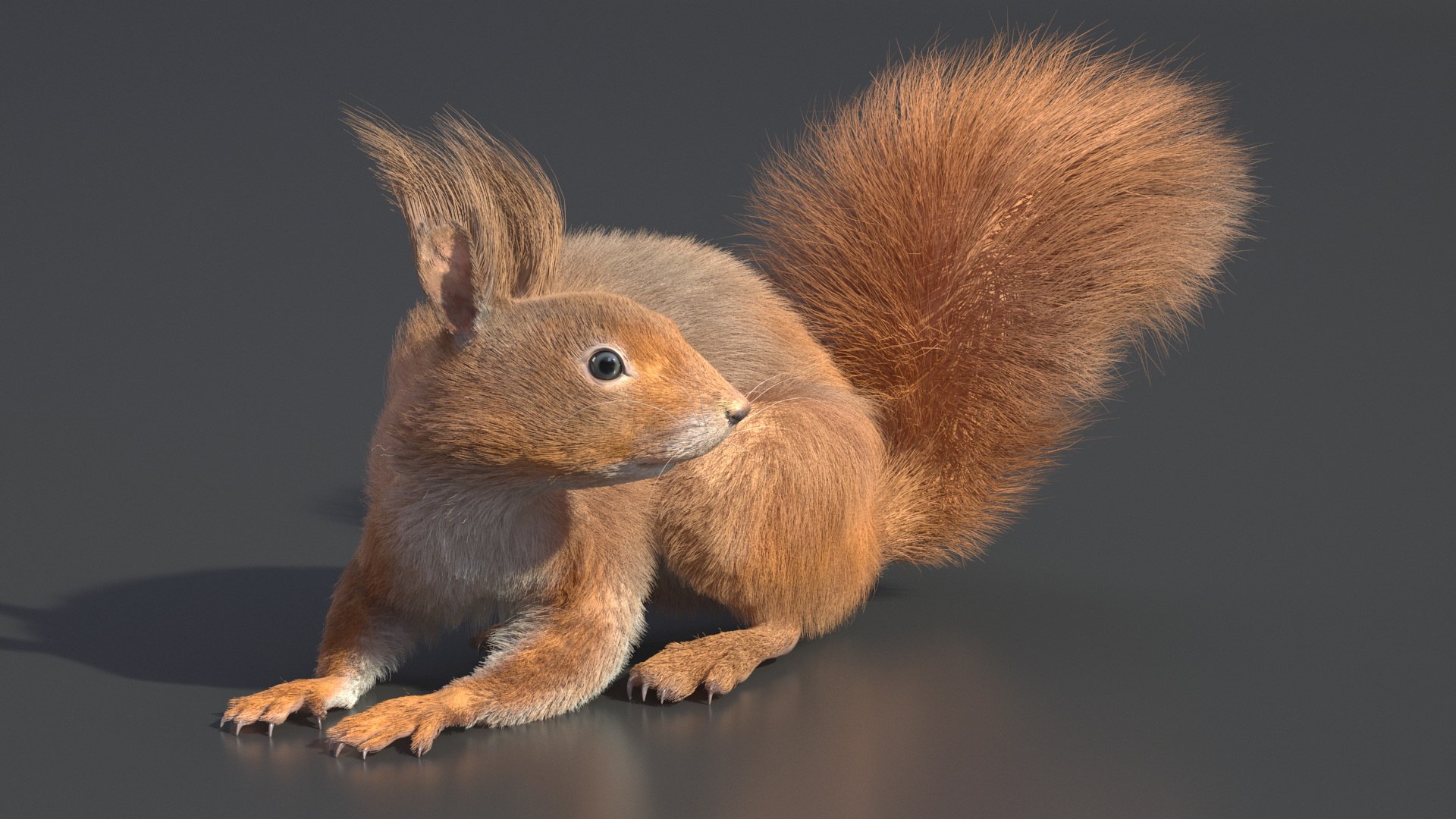 Red Squirrel Fur Rigged 3D https://p.turbosquid.com/ts-thumb/QJ/h0d4DV/GL/redsquirrelfurriggedvray3dmodel008/jpg/1723798586/1920x1080/fit_q87/11df4a733b412e85fdfce4408f17220f2c90620b/redsquirrelfurriggedvray3dmodel008.jpg