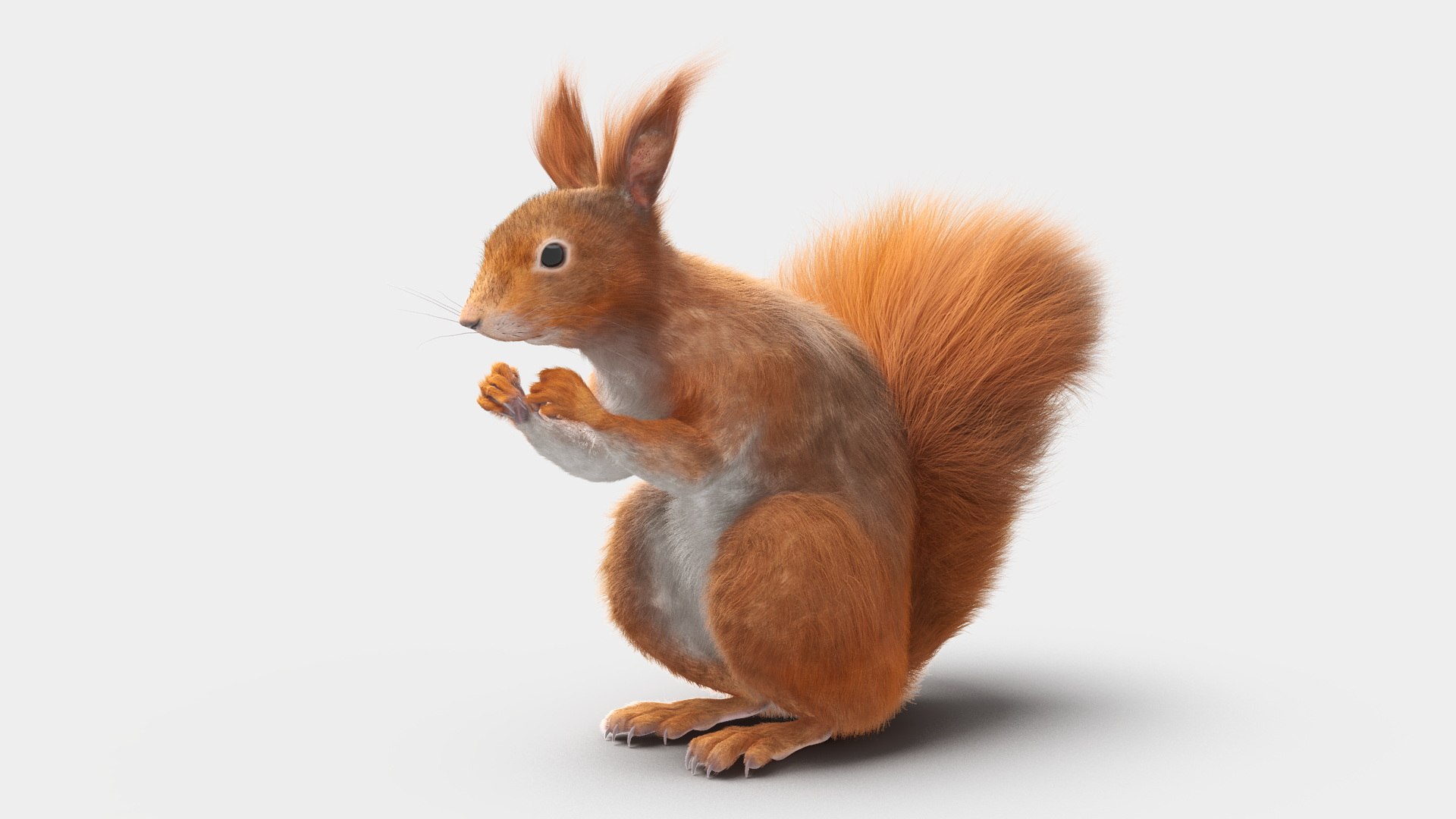 Red Squirrel Fur Rigged 3D https://p.turbosquid.com/ts-thumb/QJ/h0d4DV/Is/redsquirrelfurriggedvray3dmodel021/jpg/1723798611/1920x1080/fit_q87/c5b12347cd4c3f3538399c7ba4ccb46be11ac473/redsquirrelfurriggedvray3dmodel021.jpg