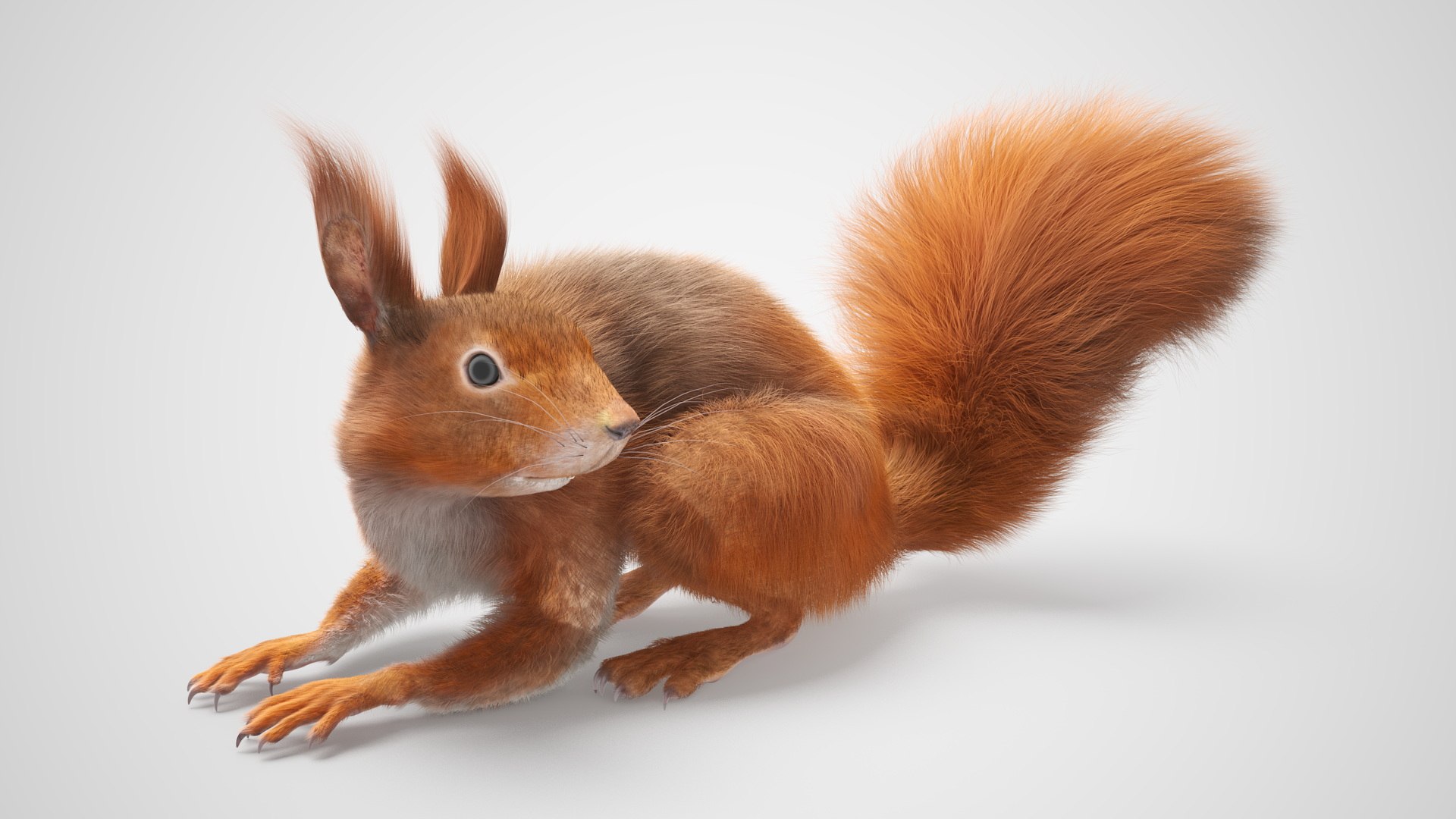 Red Squirrel Fur Rigged 3D https://p.turbosquid.com/ts-thumb/QJ/h0d4DV/Kq/redsquirrelfurriggedvray3dmodel019/jpg/1723798604/1920x1080/fit_q87/3f19cbb93bcf98b7d6d0ed0f032e021a96dcaaca/redsquirrelfurriggedvray3dmodel019.jpg