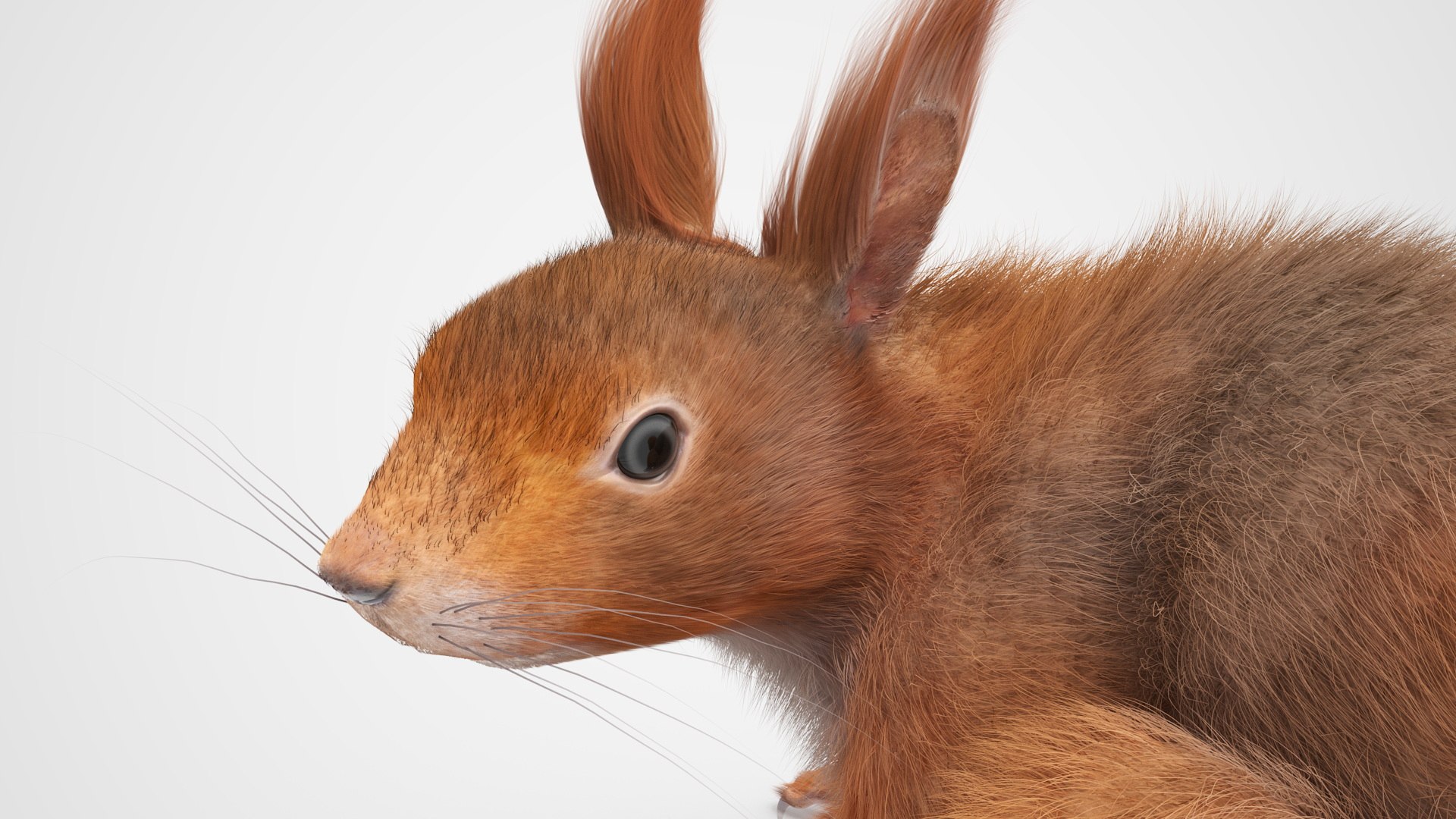 Red Squirrel Fur Rigged 3D https://p.turbosquid.com/ts-thumb/QJ/h0d4DV/OD/redsquirrelfurriggedvray3dmodel027/jpg/1723798631/1920x1080/fit_q87/a958585e68b9dc2c66a217adf984fa12273d864b/redsquirrelfurriggedvray3dmodel027.jpg