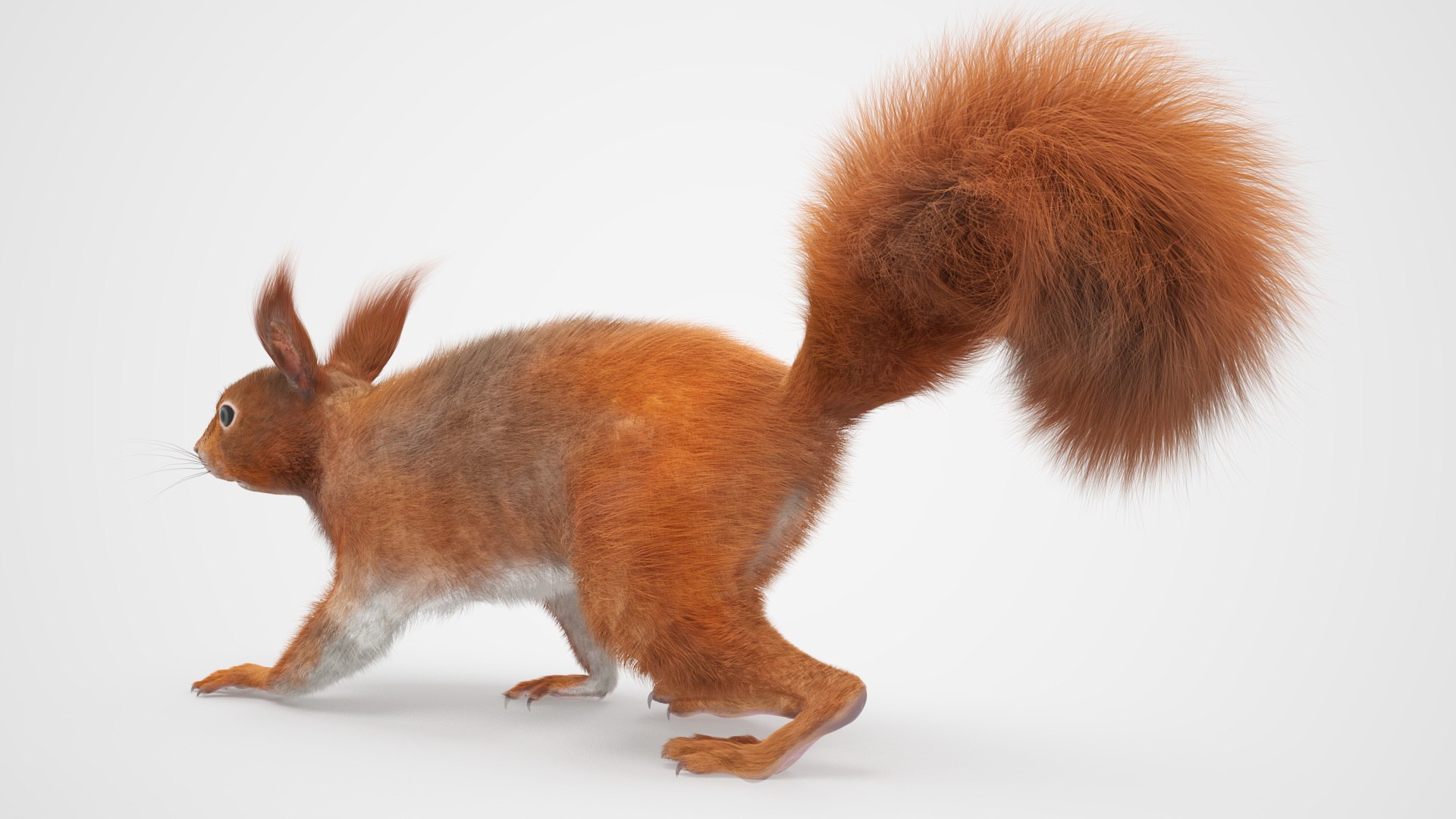 Red Squirrel Fur Rigged 3D https://p.turbosquid.com/ts-thumb/QJ/h0d4DV/T5/redsquirrelfurriggedvray3dmodel024/jpg/1723798620/1920x1080/fit_q87/fa86dd658fe7fc4ba515178dc61f13f3fb95dcc9/redsquirrelfurriggedvray3dmodel024.jpg