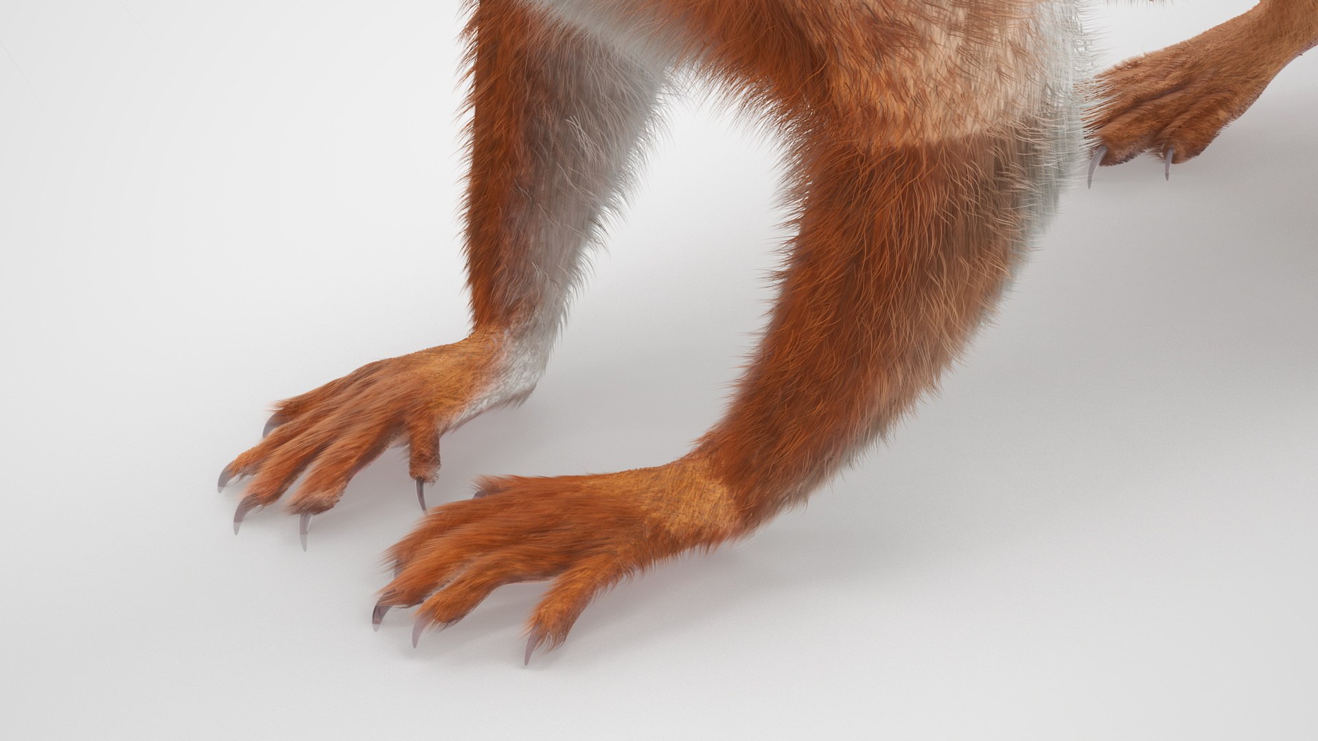 Red Squirrel Fur Rigged 3D https://p.turbosquid.com/ts-thumb/QJ/h0d4DV/TC/redsquirrelfurriggedvray3dmodel026/jpg/1723798627/1920x1080/fit_q87/c186204f10e2562bdffa9f67a0c5fb21a317485b/redsquirrelfurriggedvray3dmodel026.jpg