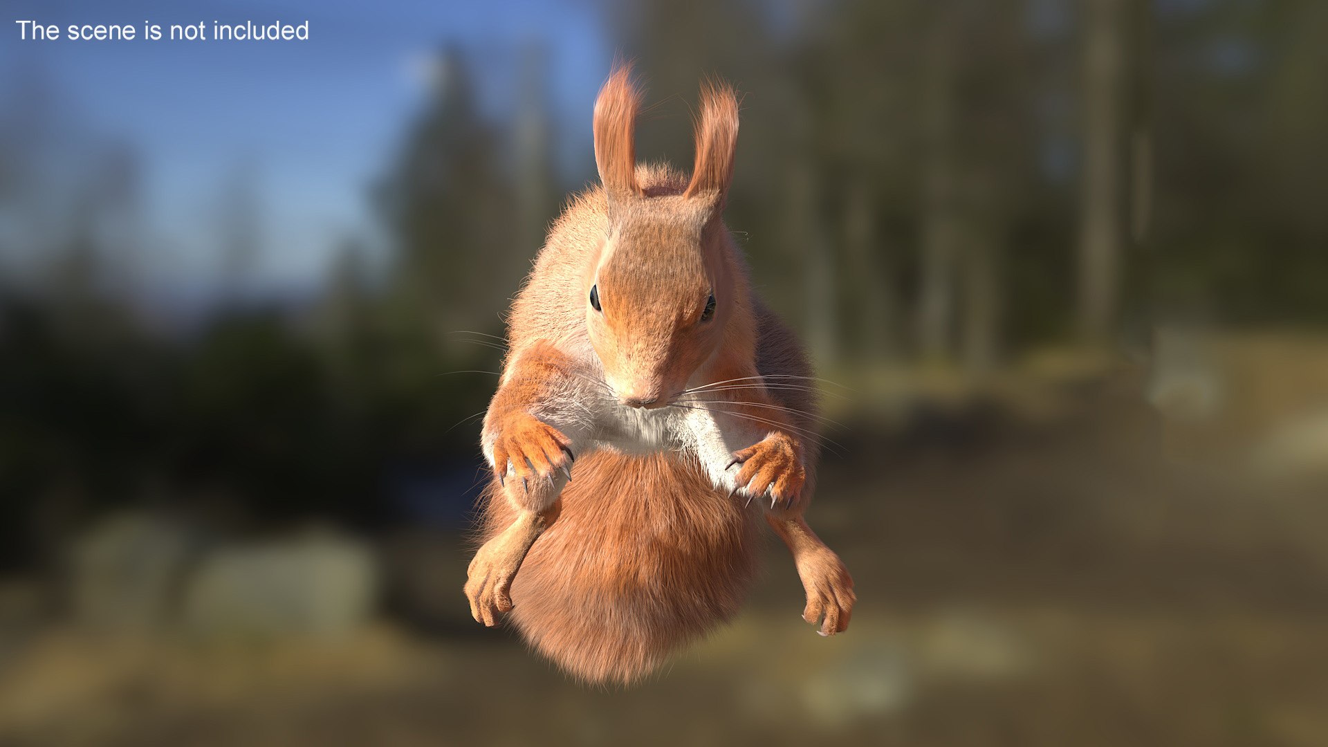 Red Squirrel Fur Rigged 3D https://p.turbosquid.com/ts-thumb/QJ/h0d4DV/gT/redsquirrelfurriggedvray3dmodel006/jpg/1723798583/1920x1080/fit_q87/f2cd815714a887d88db286e12d926c055e504165/redsquirrelfurriggedvray3dmodel006.jpg