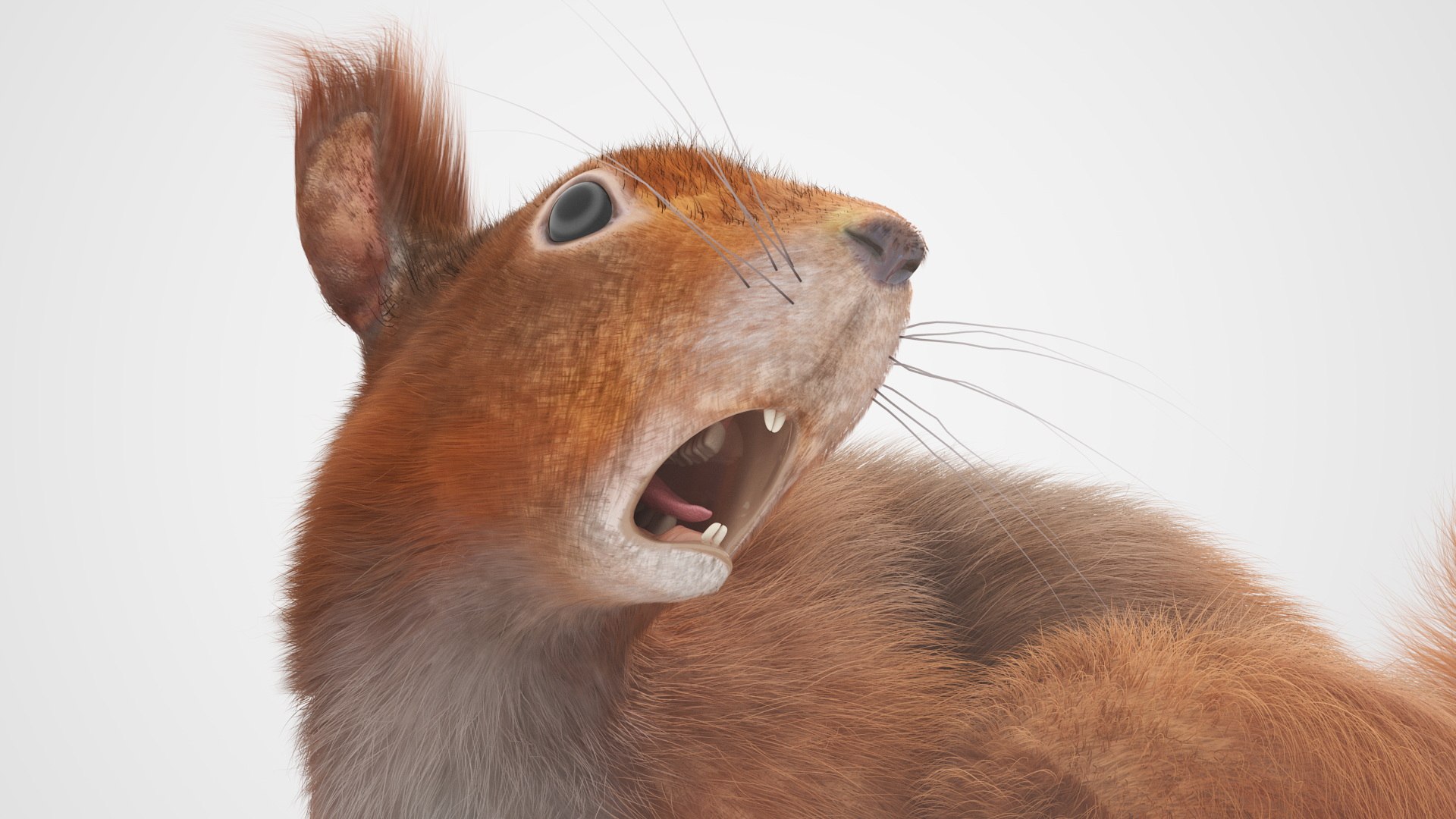 Red Squirrel Fur Rigged 3D https://p.turbosquid.com/ts-thumb/QJ/h0d4DV/jb/redsquirrelfurriggedvray3dmodel028/jpg/1723798634/1920x1080/fit_q87/b567b8aa12981618204f65fcc963eccb78b2fbb5/redsquirrelfurriggedvray3dmodel028.jpg