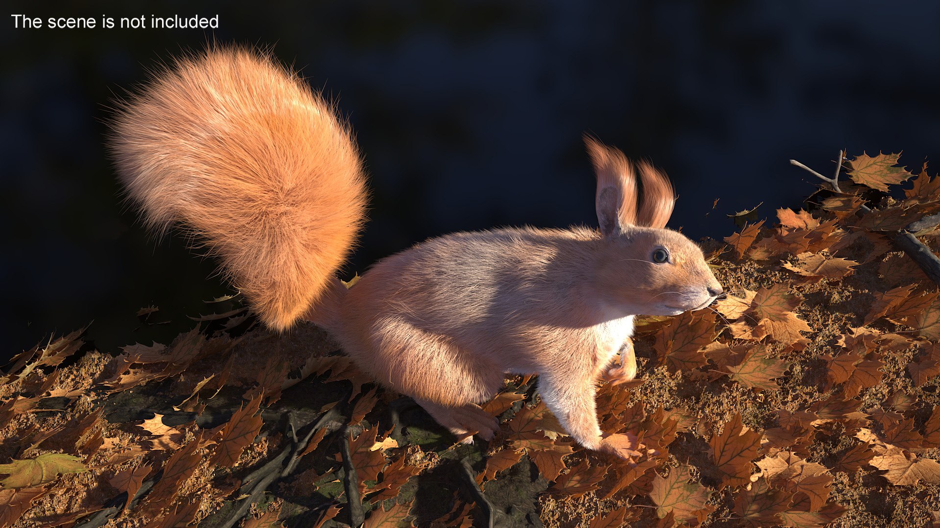 Red Squirrel Fur Rigged 3D https://p.turbosquid.com/ts-thumb/QJ/h0d4DV/tV/redsquirrelfurriggedvray3dmodel004/jpg/1723798580/1920x1080/fit_q87/f7dbd0bd705de127a9135b27bd86e4636cb6f37a/redsquirrelfurriggedvray3dmodel004.jpg