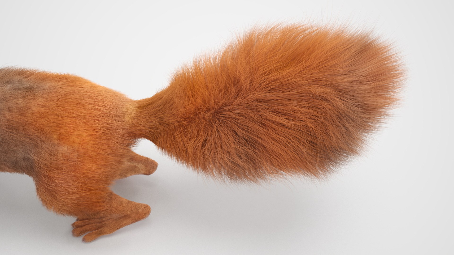 Red Squirrel Fur Rigged 3D https://p.turbosquid.com/ts-thumb/QJ/h0d4DV/ye/redsquirrelfurriggedvray3dmodel025/jpg/1723798623/1920x1080/fit_q87/de34b000179a162a776dbb4ec2b5d5a26dd30c1f/redsquirrelfurriggedvray3dmodel025.jpg
