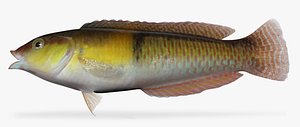 3d yellowhead wrasse