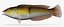 Yellowhead Wrasse
