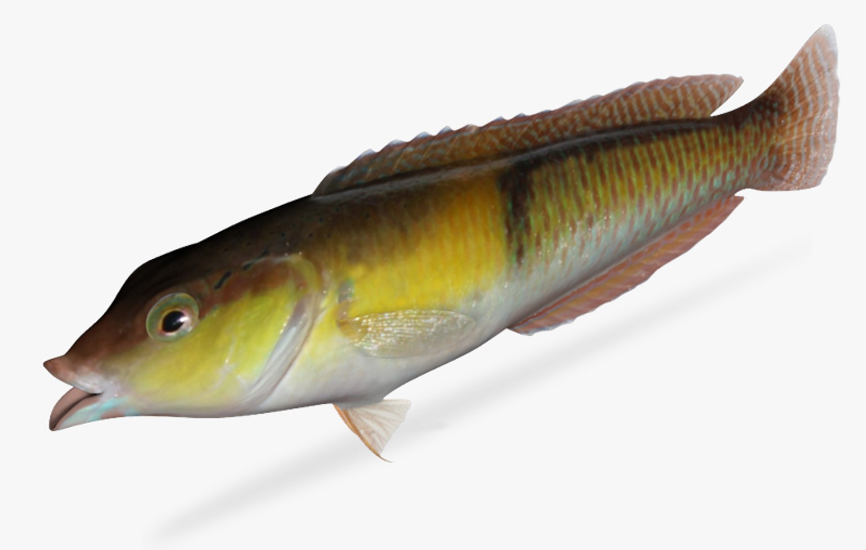 3d yellowhead wrasse https://p.turbosquid.com/ts-thumb/QJ/jeUx9o/9rOcBRDe/3/jpg/1478961549/1920x1080/fit_q87/e377938ea1bb12c75bb3640dae62a7c90116fe70/3.jpg
