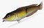 Yellowhead Wrasse
