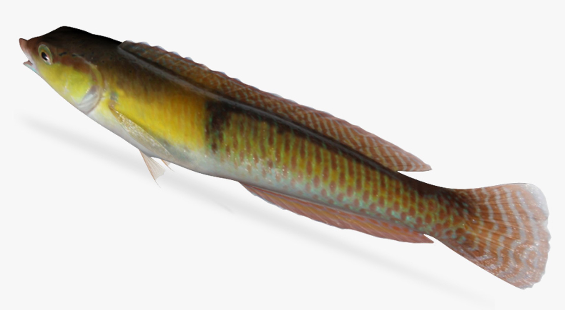 3d yellowhead wrasse https://p.turbosquid.com/ts-thumb/QJ/jeUx9o/QVke4uQh/4/jpg/1478961549/1920x1080/fit_q87/ea47b8a41bfb757379b1745e7bda1e58c89a69c2/4.jpg