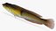 Yellowhead Wrasse