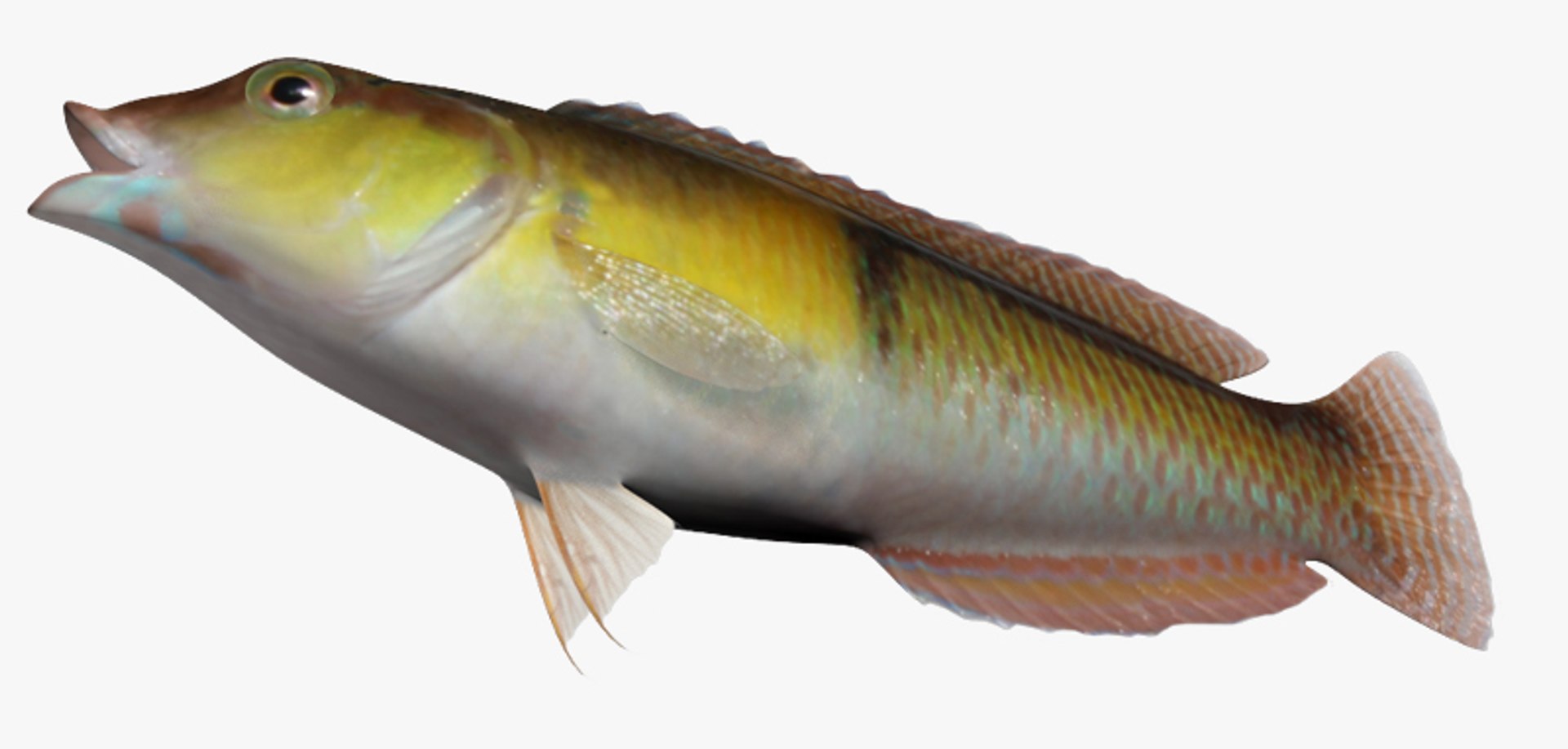 3d yellowhead wrasse https://p.turbosquid.com/ts-thumb/QJ/jeUx9o/luwhZCqa/2/jpg/1478961549/1920x1080/fit_q87/1c350de4eab7f83badca8eef423830e223554a85/2.jpg