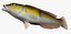 Yellowhead Wrasse