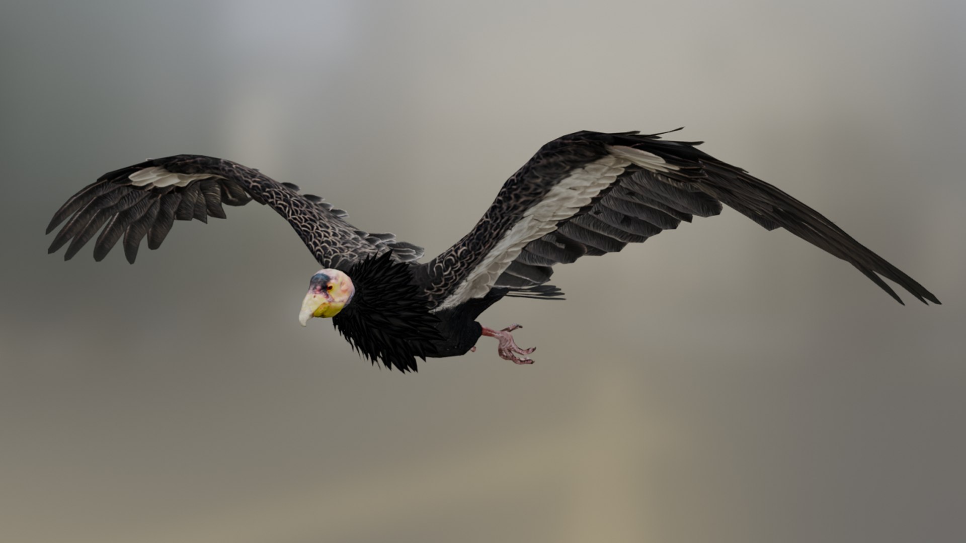 California Condor Model - TurboSquid 2418607