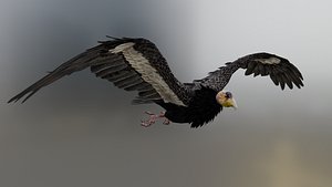California condor