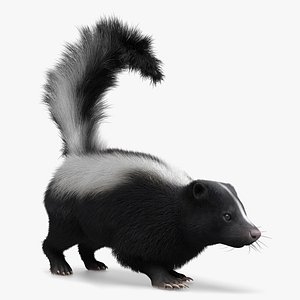 3D North American Skunk Fur Rigged For Blender