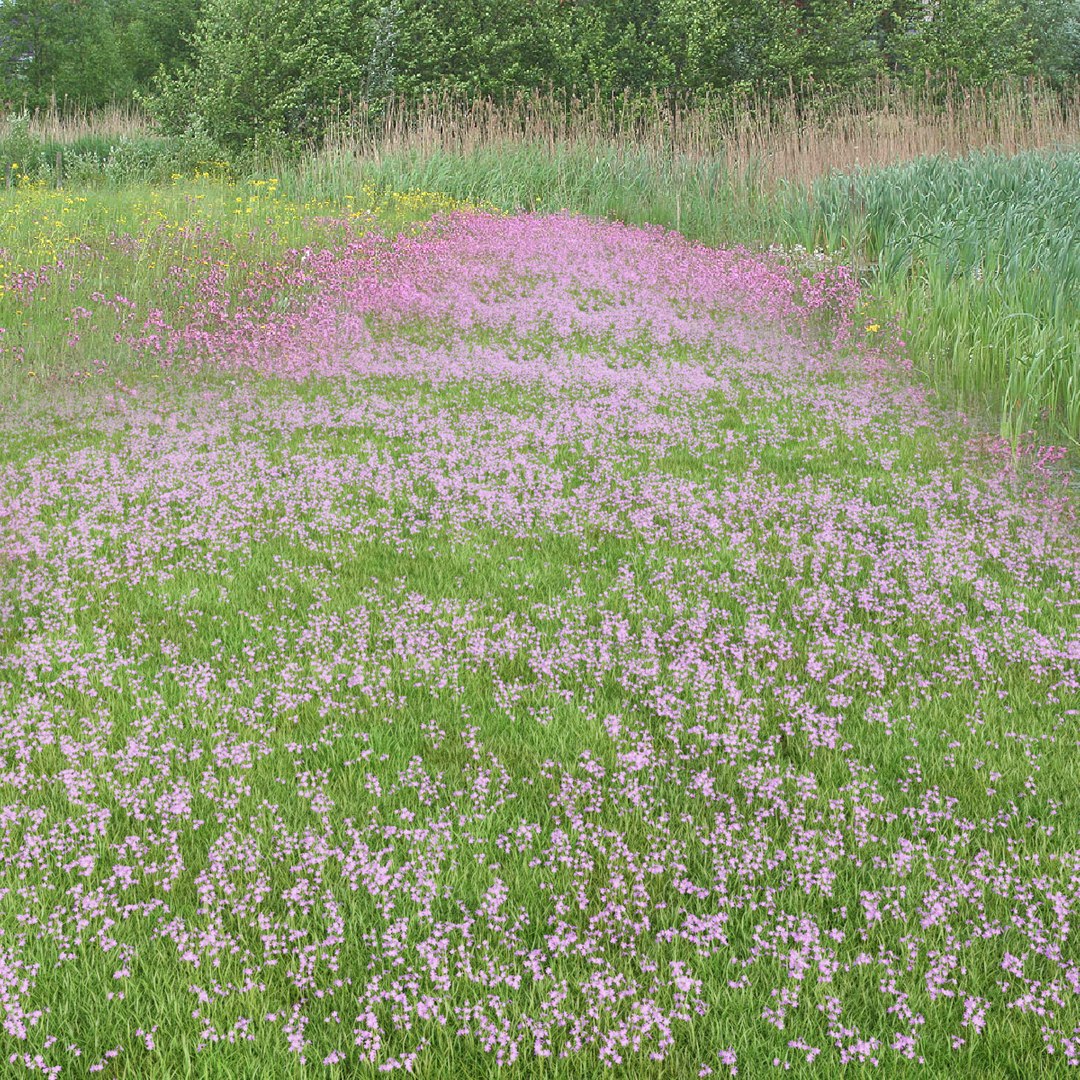 3D Pink Wild Flower Field - TurboSquid 2076363