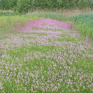 3D Pink Wild Flower Field