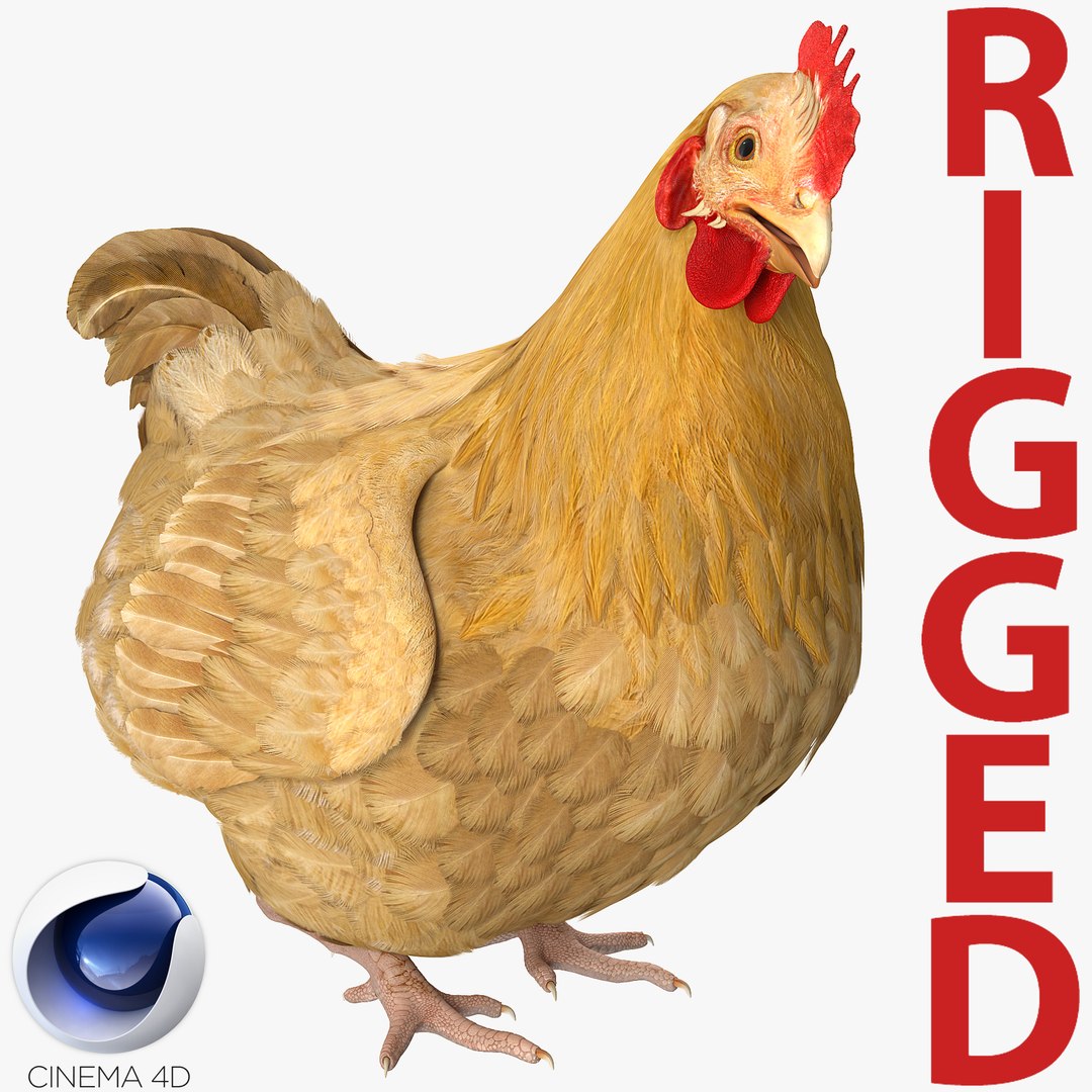 Chicken Rigged for Cinema 4D 3D model preview