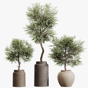 AV HousePlants Olive Elegant Mission Kalamata Leccino Arbequina Wilsonii Set02