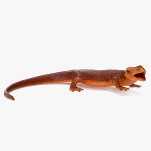 Orange-bellied Newt Rigged