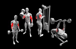 Arm Exercise Pack - Hammer Curl - EZ Bar Curl - Cable Extension - French Press