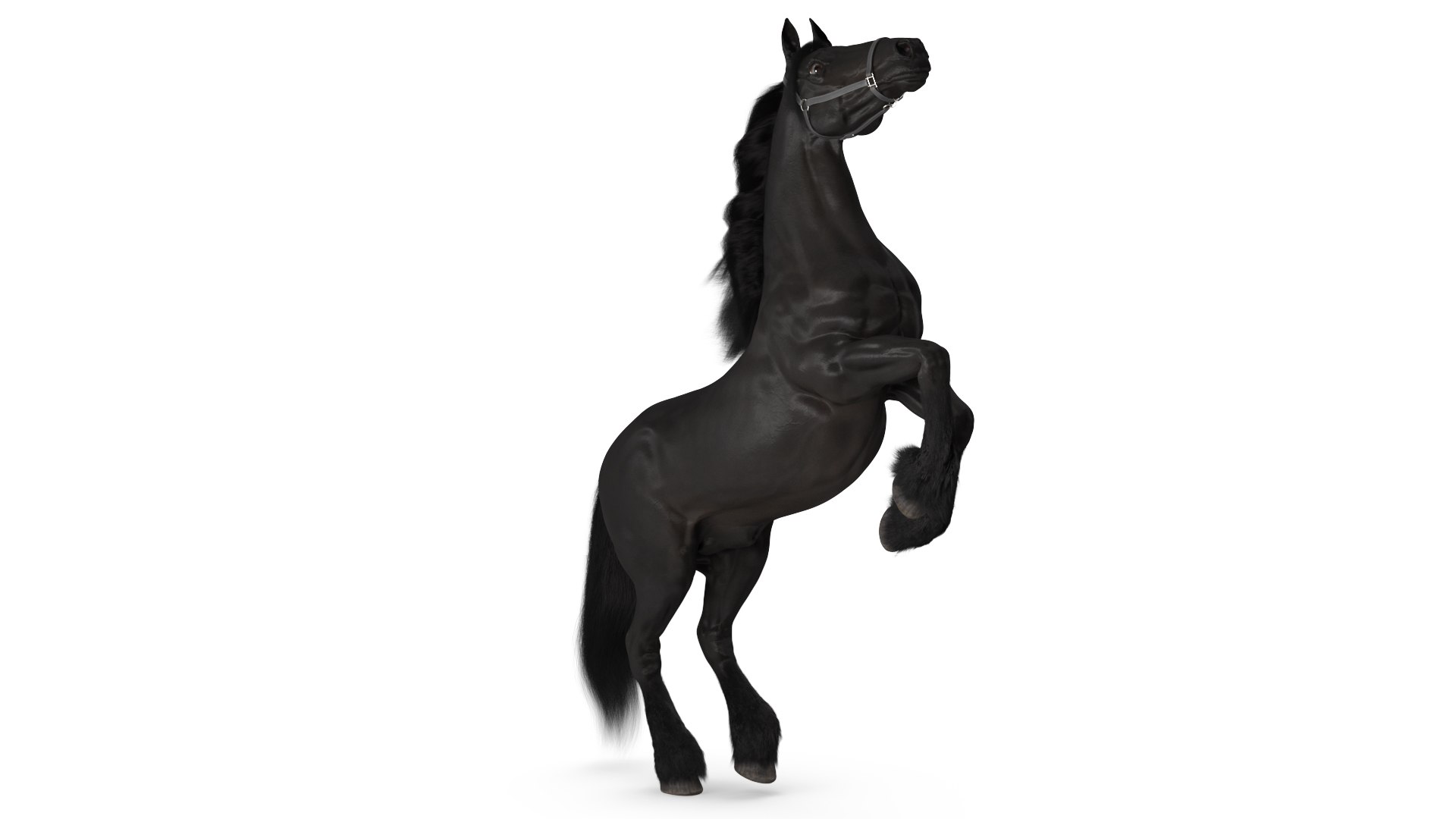 Bucking Friesian Horse Fur 3D model https://p.turbosquid.com/ts-thumb/QK/Tqh6Gd/YT/buckingfriesianhorsefurmb3dmodel001/jpg/1705884203/1920x1080/fit_q87/9c47049d667697612d9a918b4122f8f63f3b90de/buckingfriesianhorsefurmb3dmodel001.jpg