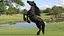 Bucking Friesian Horse Fur 3D model