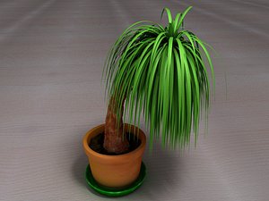 Palm Tree Plant Pot