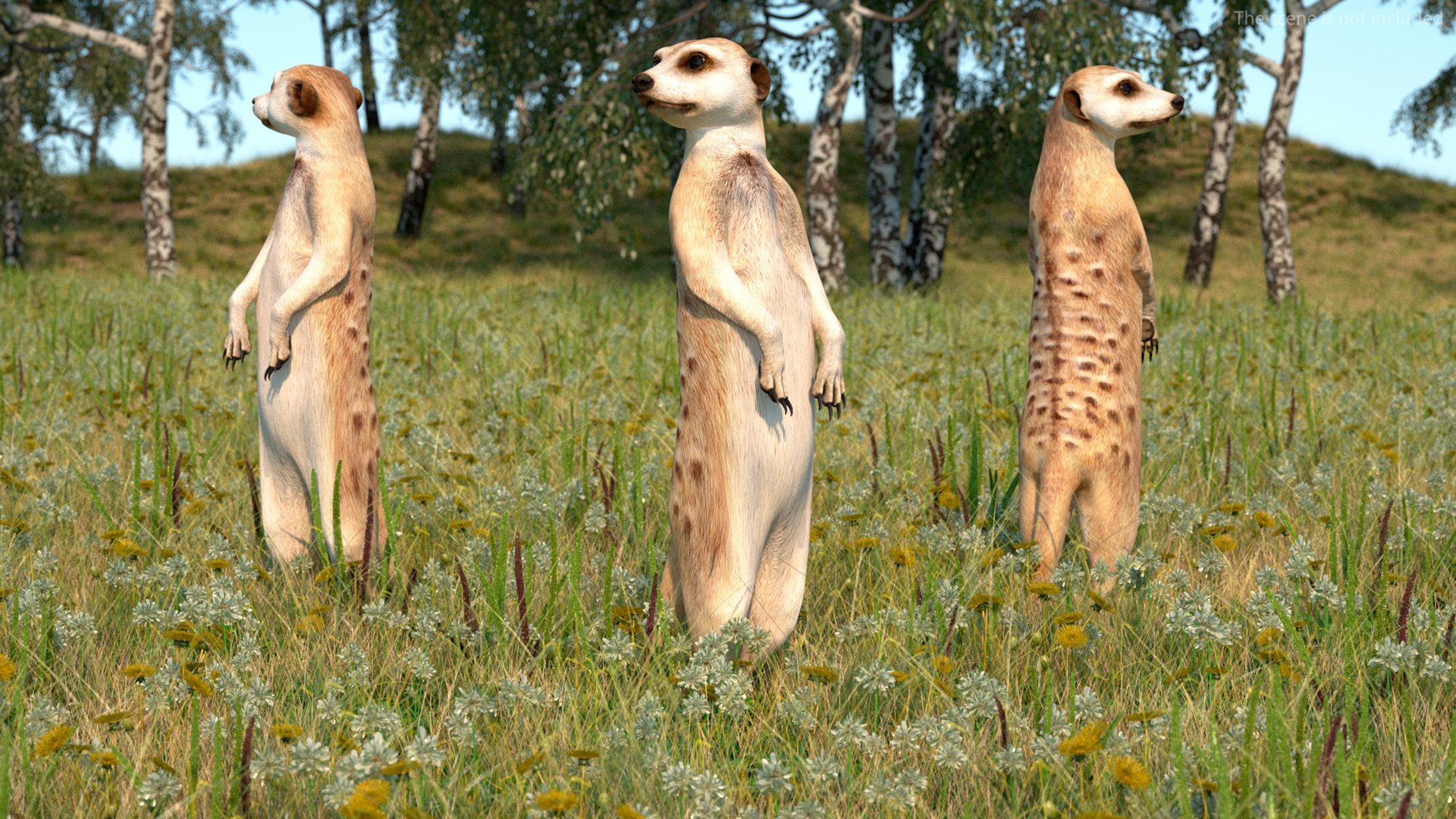 3D Meerkat Standing Pose model https://p.turbosquid.com/ts-thumb/QK/Upz4nw/5c/meerkatstandingposec4dmodel003/jpg/1656104576/1920x1080/fit_q87/822888554b667c2b3d264846fcdafa47c426e545/meerkatstandingposec4dmodel003.jpg
