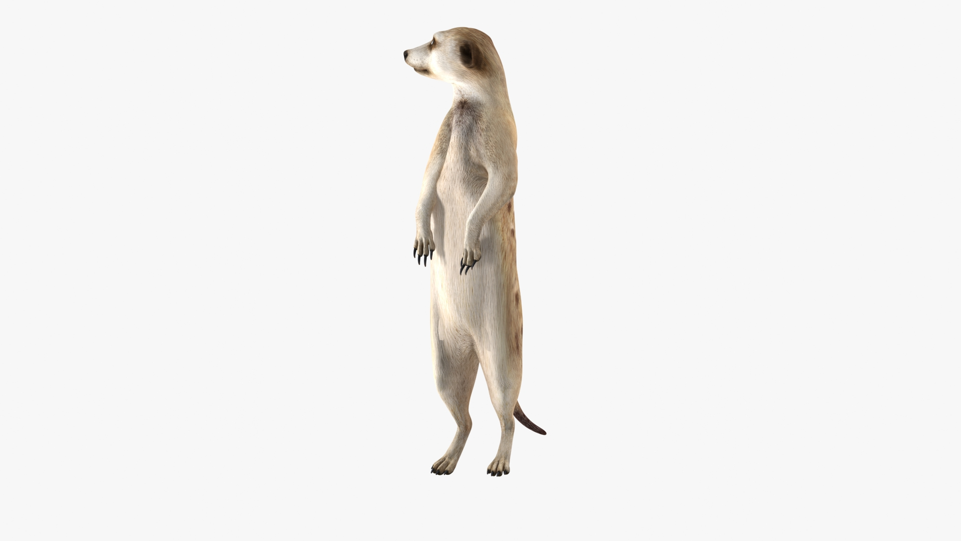 3D Meerkat Standing Pose model https://p.turbosquid.com/ts-thumb/QK/Upz4nw/DQ/meerkat_standing_pose_360/jpg/1656104854/1920x1080/turn_fit_q99/f54aab7b3e510d065db4e1a229962b78eb36ec0f/meerkat_standing_pose_360-1.jpg