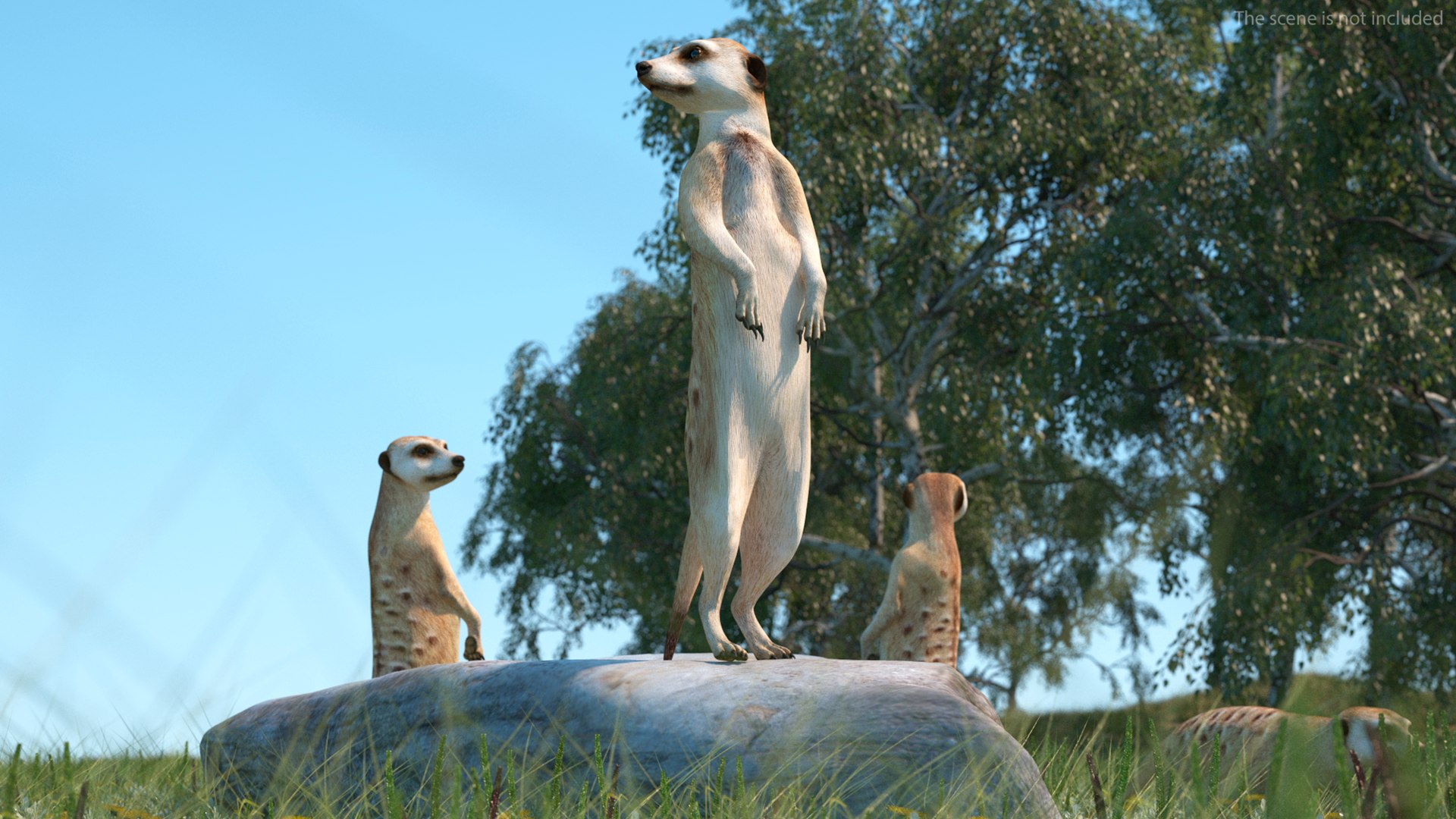 3D Meerkat Standing Pose model https://p.turbosquid.com/ts-thumb/QK/Upz4nw/It/meerkatstandingposec4dmodel006/jpg/1656104590/1920x1080/fit_q87/bbdff8a1cc6a54f229a36f8a83c22a2e65fddd41/meerkatstandingposec4dmodel006.jpg