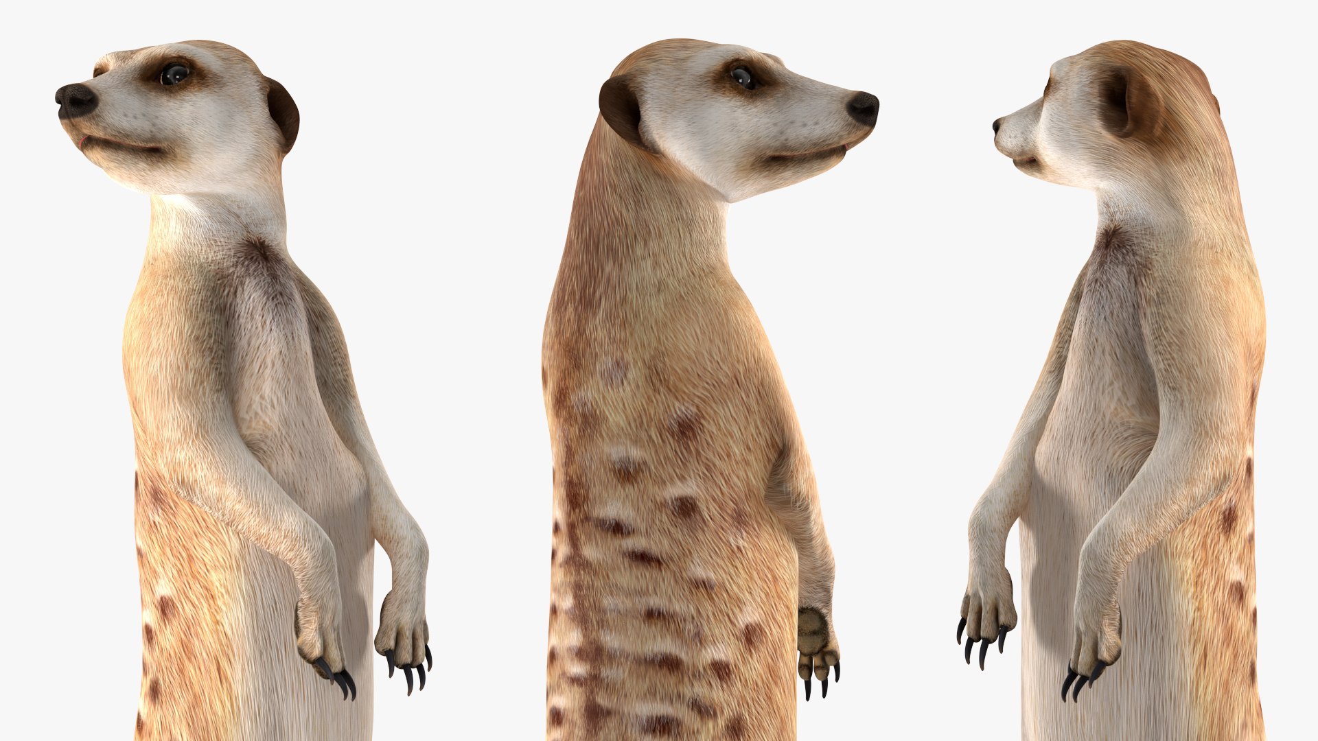 3D Meerkat Standing Pose model https://p.turbosquid.com/ts-thumb/QK/Upz4nw/JD/meerkatstandingposec4dmodel011/jpg/1656104609/1920x1080/fit_q87/54eb0436e338a580c910739d495fd491f6669e81/meerkatstandingposec4dmodel011.jpg