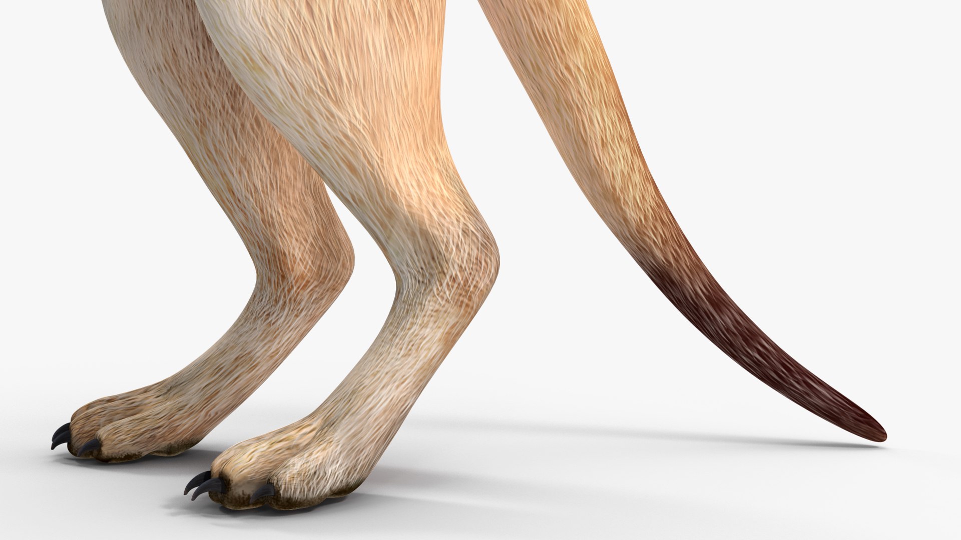 3D Meerkat Standing Pose model https://p.turbosquid.com/ts-thumb/QK/Upz4nw/XE/meerkatstandingposec4dmodel012/jpg/1656104612/1920x1080/fit_q87/bf2fc2ad440cd9dea251207f07c4afbdbc3064d6/meerkatstandingposec4dmodel012.jpg