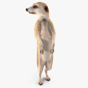 3D Meerkat Standing Pose model